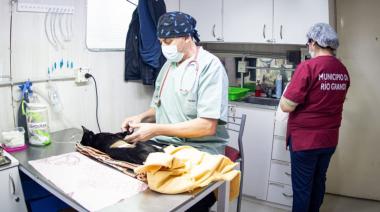 Jornadas de Castración Masivas en la Margen Sur
