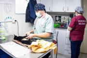 Jornadas de Castración Masivas en la Margen Sur
