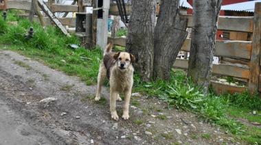 25 mil perros sueltos en T.D.F.