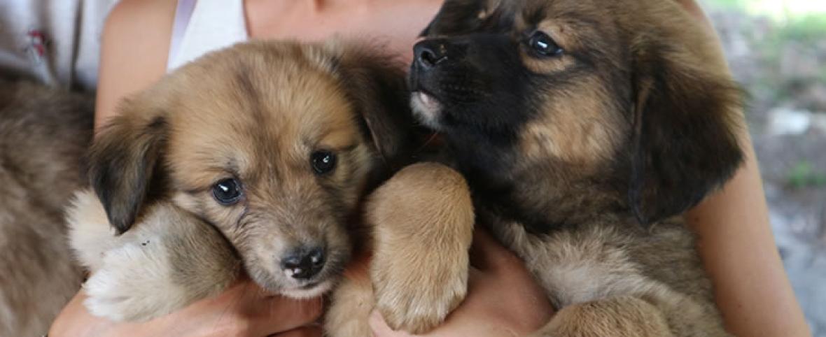 Proyecto buscar la castración obligatoria de perros y gatos