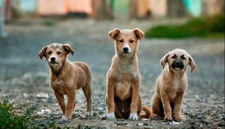 Día mundial del perro: Por qué se celebra cada 21 de julio