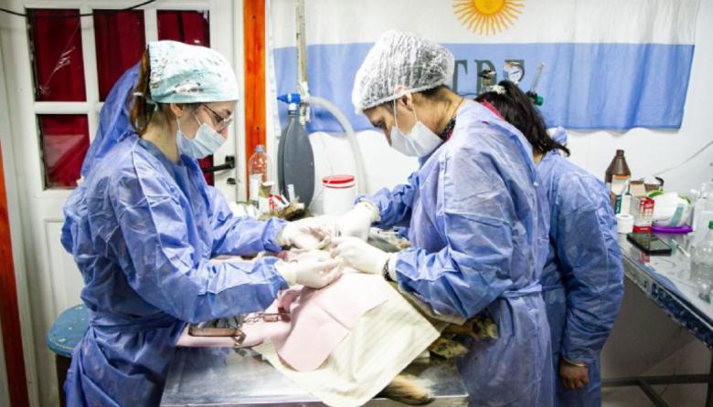 Servicio Veterinario de Castración