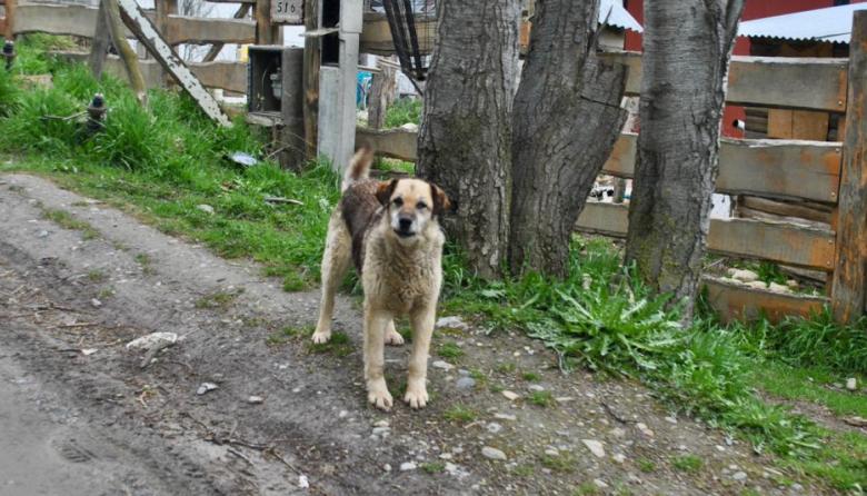 25 mil perros sueltos en T.D.F.