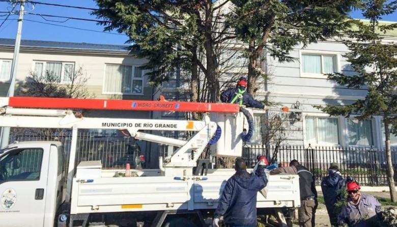 Servicio de Poda de árboles