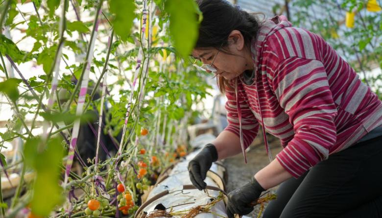Río Grande avanza en la producción local de frutillas