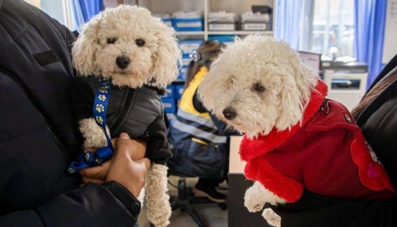 Recomendaciones para prevenir el moquillo canino