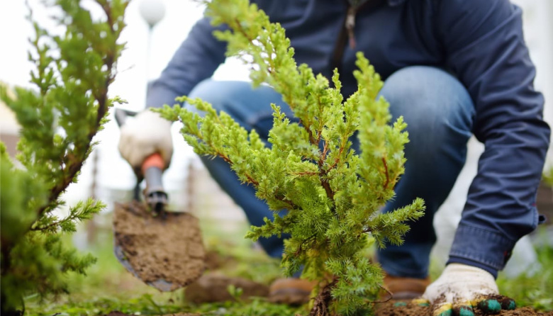 Está vigente el descuento en impuestos por plantar árboles en las veredas