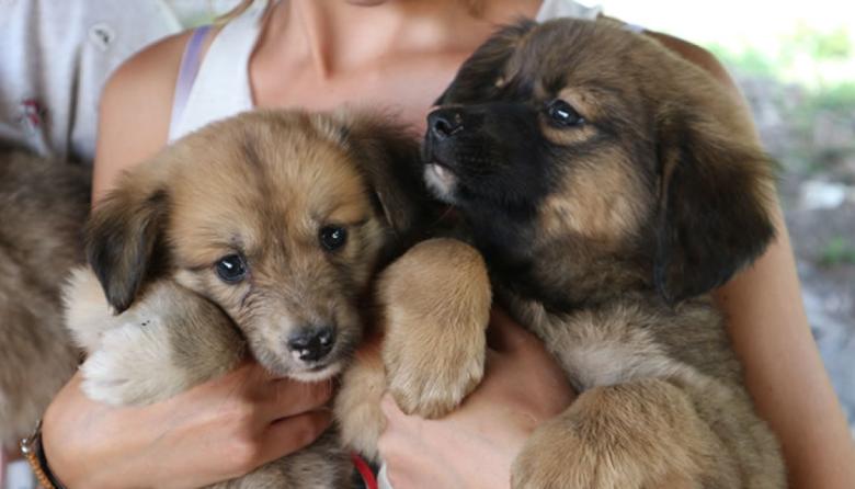 Proyecto buscar la castración obligatoria de perros y gatos