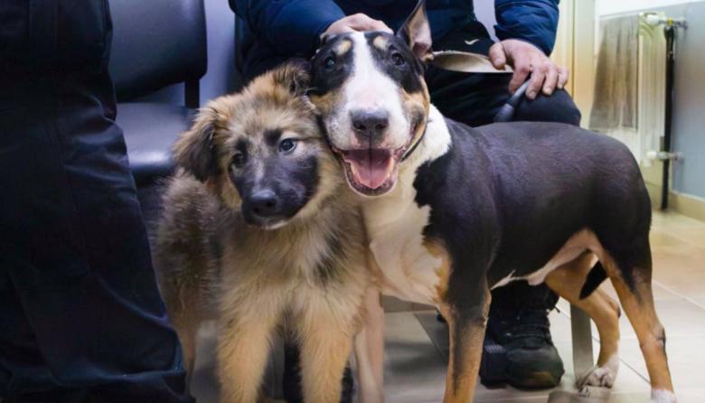 Recomendaciones para cuidar la salud de nuestros perros