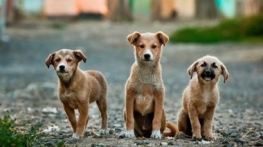 Día mundial del perro: Por qué se celebra cada 21 de julio
