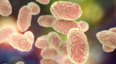 Sin muertos por Coqueluche en T.D.F.