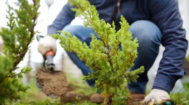 Bonificación en Impuestos por plantar árboles en las veredas