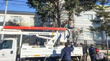 Servicio de Poda de árboles