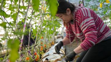 Río Grande avanza en la producción local de frutillas