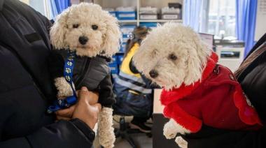 Recomendaciones para prevenir el moquillo canino