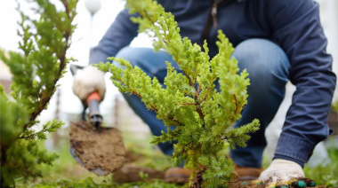 Está vigente el descuento en impuestos por plantar árboles en las veredas