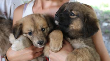 Proyecto buscar la castración obligatoria de perros y gatos