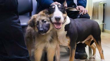 Recomendaciones para cuidar la salud de nuestros perros