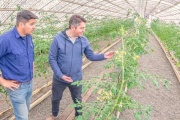 Expectativas por los tomates de RGA Alimentos