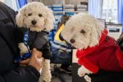 Recomendaciones para prevenir el moquillo canino