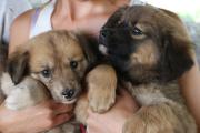 Proyecto buscar la castración obligatoria de perros y gatos