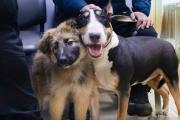 Recomendaciones para cuidar la salud de nuestros perros